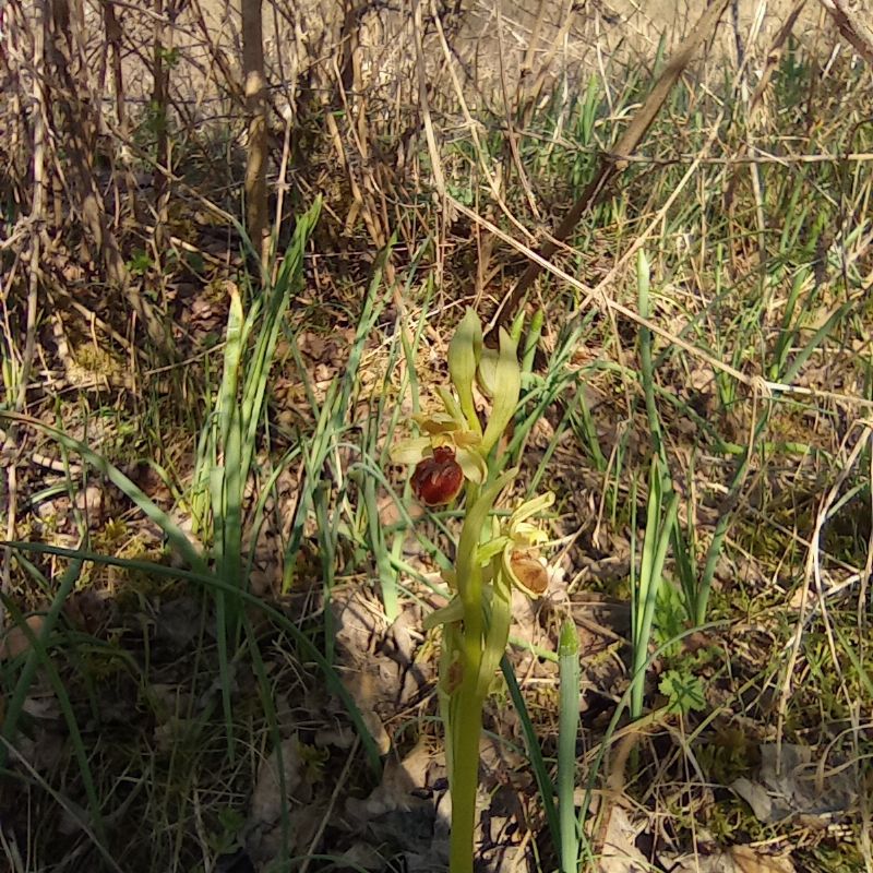 ophrys da identifcare